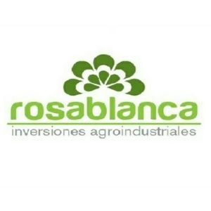Rosa Blanca